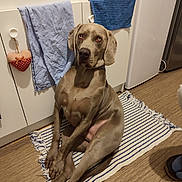 Taiko a rejoint le concours — aidez-le/la à gagner de superbes lots ! animal, cabinet, canine, curious, decor, dog, domestic, floor, flooring, furniture, gray_coat, heart_decoration, home, indoor, kitchen, looking, pet, rug, sitting, towel