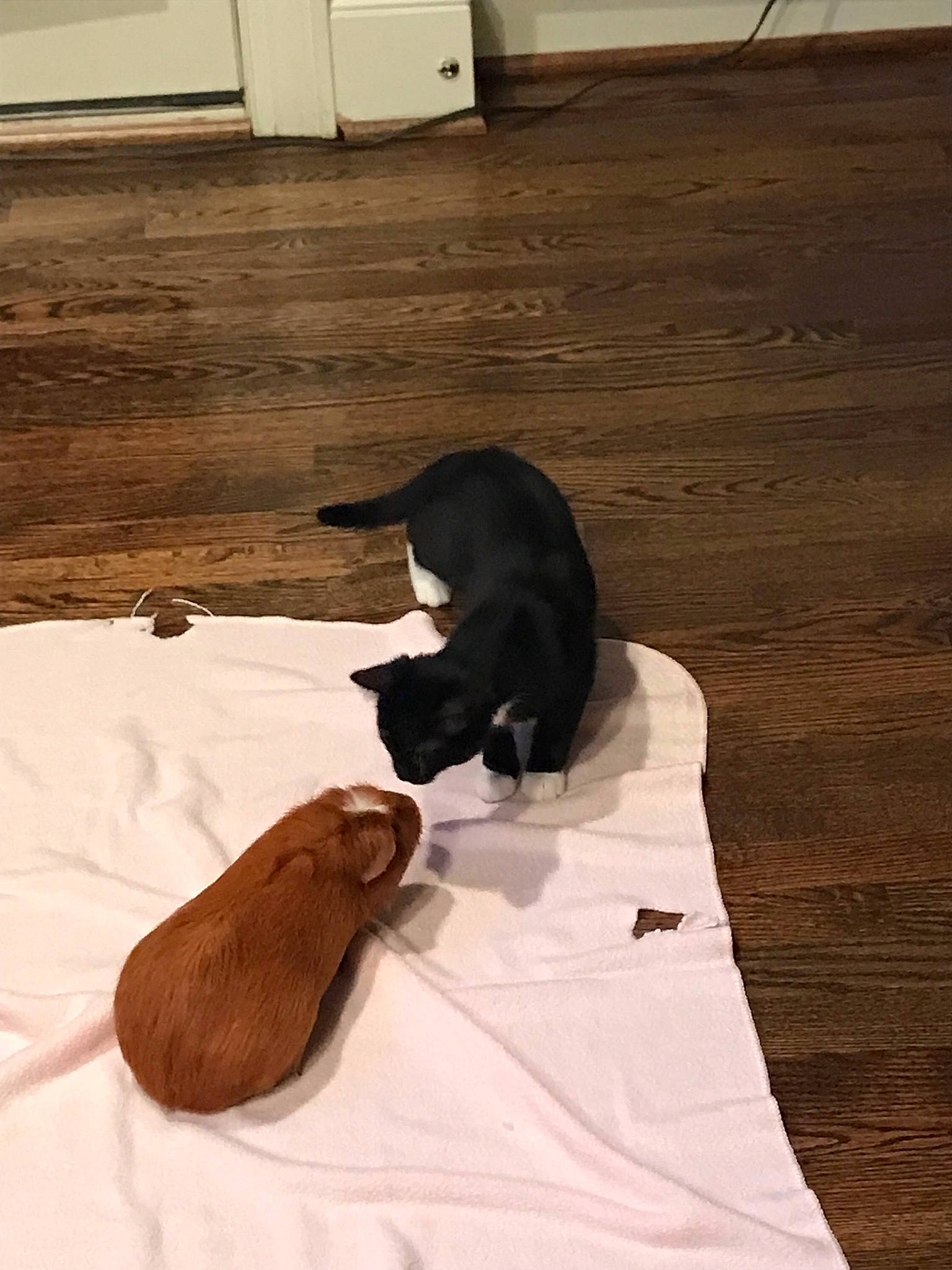 Rosie is registered to the contest to win money with this photo: black_cat, canidae, carnivore, cat, felidae, floor, flooring, hardwood, small_to_medium_sized_cats, sporting_group, tail, wood