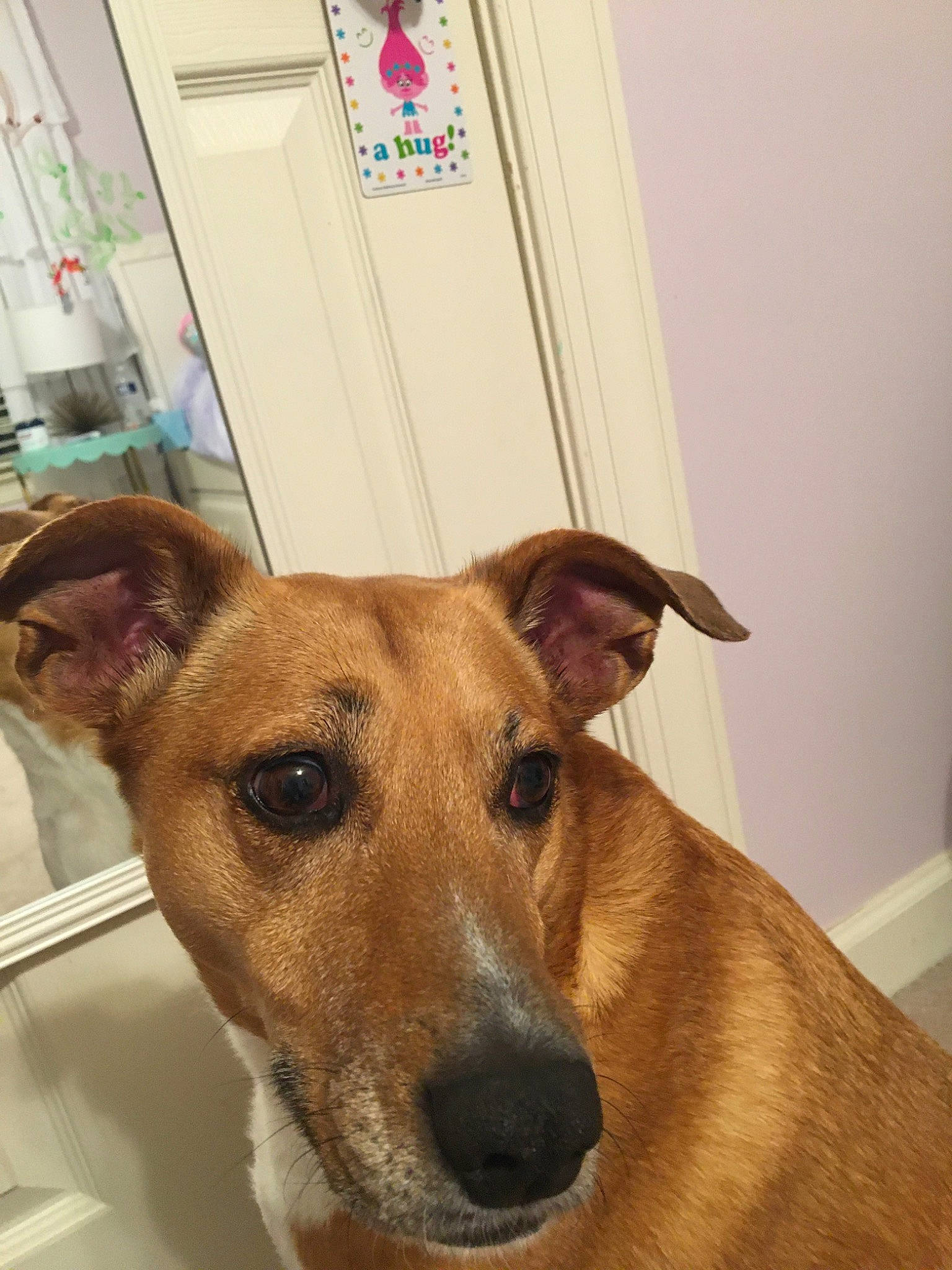 Rosie joined the competition — help win amazing prizes! canidae, carnivore, companion_dog, dog, dog_breed, ear, fawn, feist, greyhound, hortaya_borzaya, italian_greyhound, lurcher, magyar_agar, mammal, potcake_dog, snout, vertebrate, whippet, whiskers