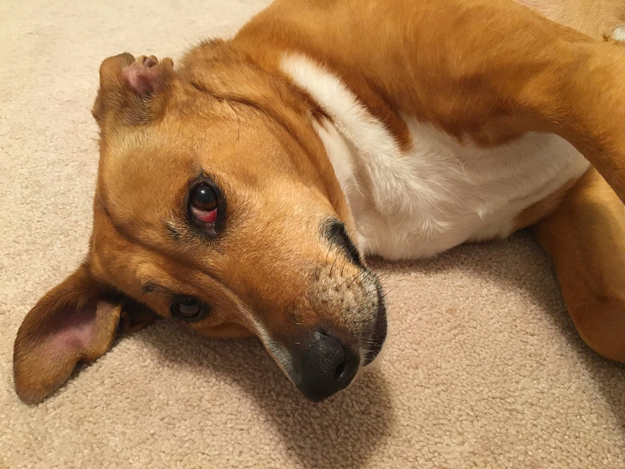 Rosie is registered to the contest to win money with this photo: canidae, carnivore, companion_dog, dog, dog_breed, fawn, feist, lurcher, mammal, mountain_cur, paw, potcake_dog, snout, street_dog, vertebrate, whiskers