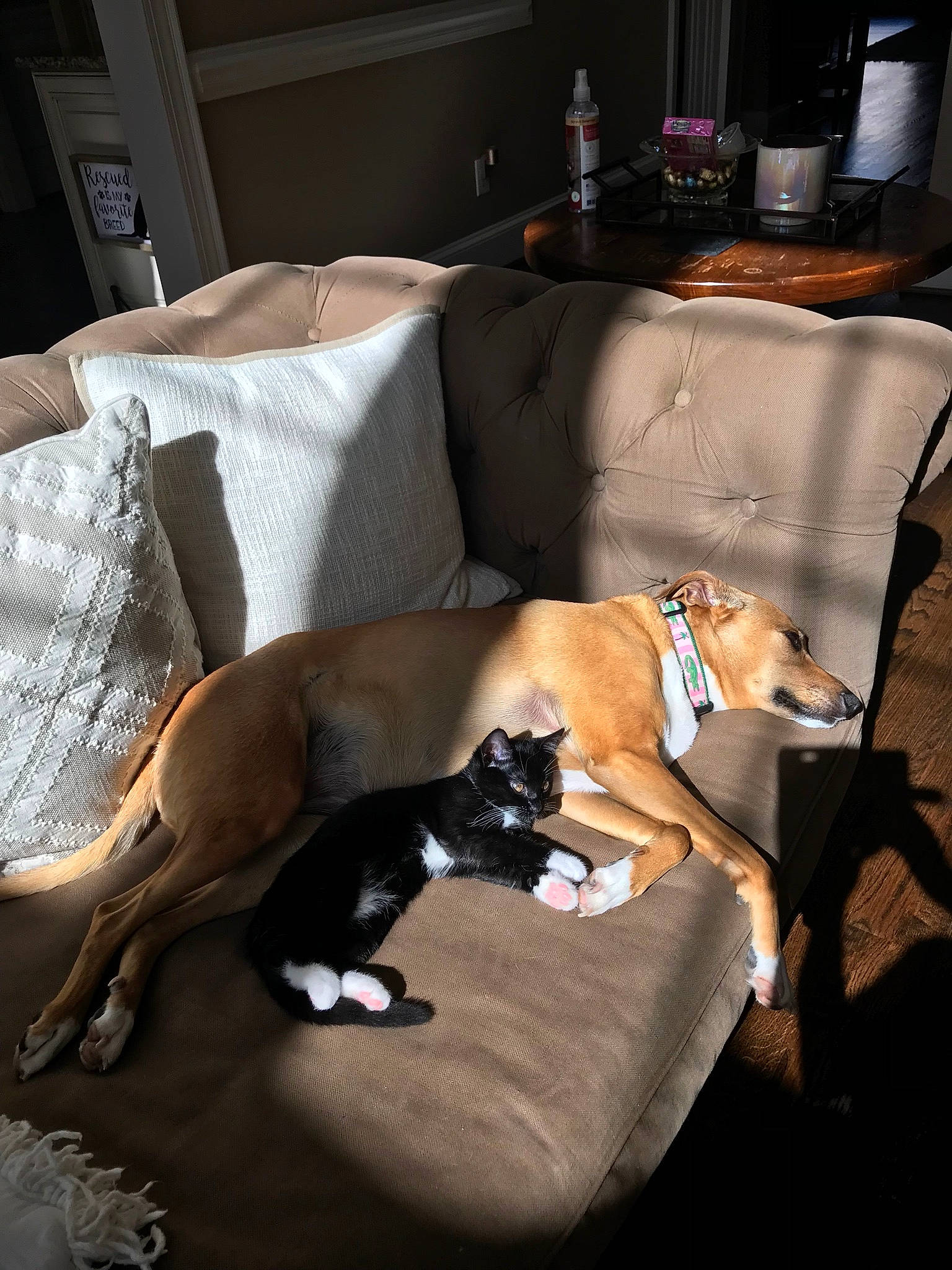 Rosie is registered to the contest to win money with this photo: canidae, carnivore, comfort, couch, dog, dog_breed, fawn, galgo_espanol, greyhound, italian_greyhound, lurcher, non_sporting_group, whippet