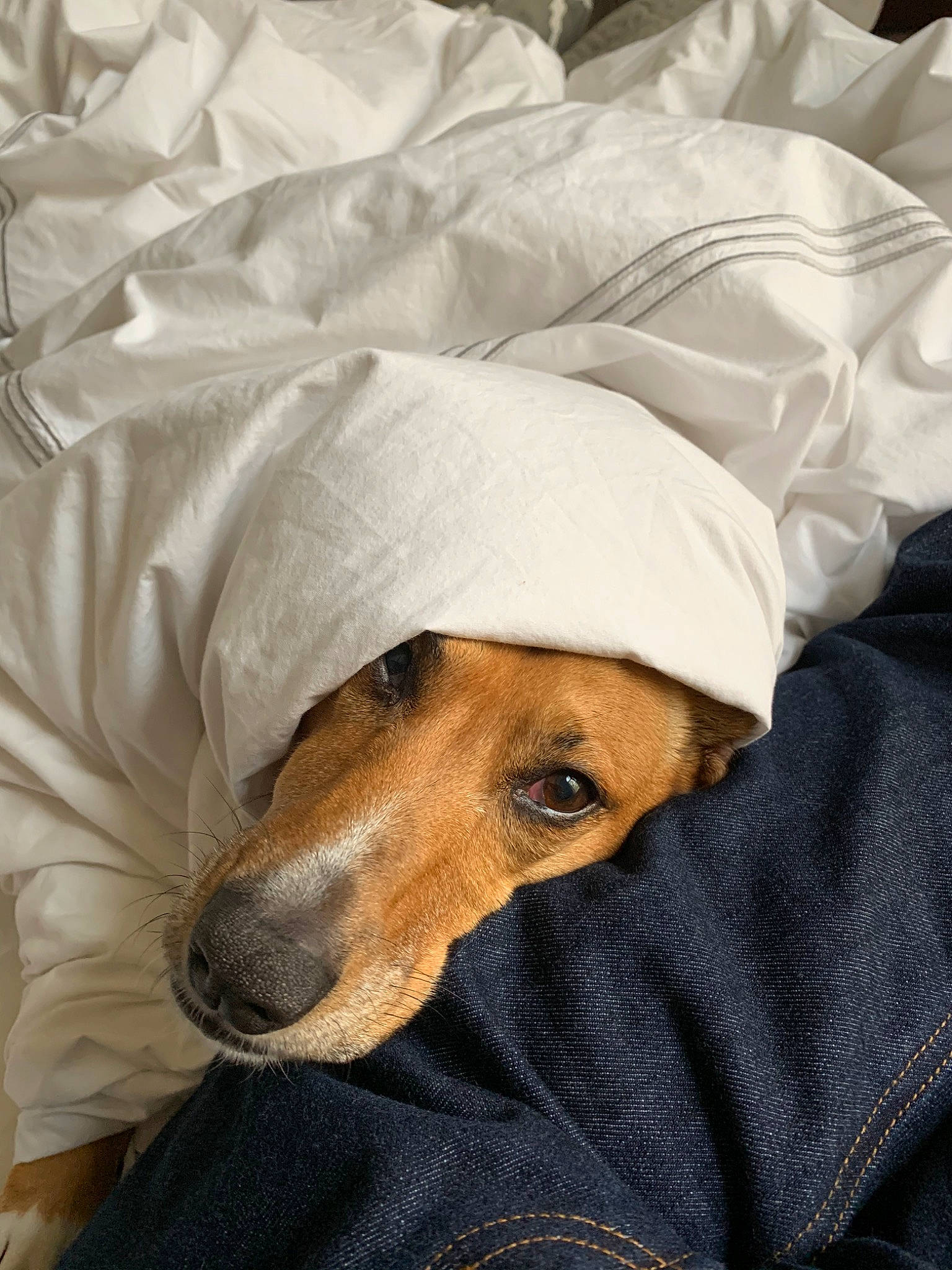 Rosie joined the competition — help win amazing prizes! azawakh, canidae, carnivore, companion_dog, dachshund, dog, dog_breed, lurcher, mammal, segugio_italiano, snout, vertebrate