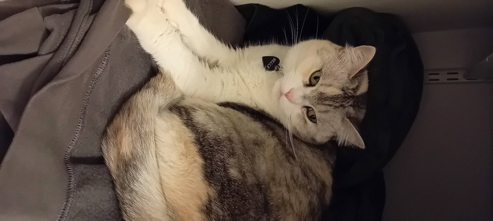 Bella participe au concours pour gagner de l'argent avec cette photo : carnivore, cat, comfort, domestic_short_haired_cat, ear, fawn, felidae, fur, paw, small_to_medium_sized_cats, tail, whiskers