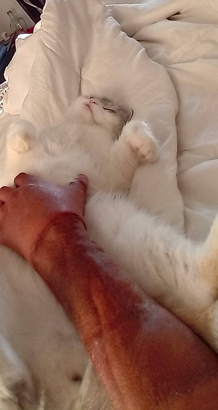 Bella participe au concours pour gagner de l'argent avec cette photo : barefoot, bedding, carnivore, cat, cat_bed, comfort, duvet, fawn, felidae, foot, fur, human_leg, linens, nail, paw, peach, small_to_medium_sized_cats, tail, toe, whiskers