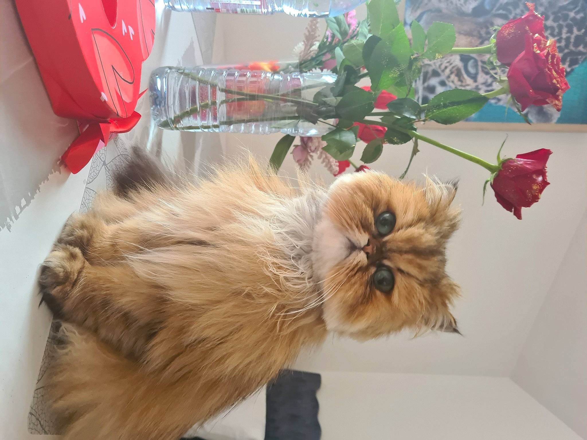 Kissie a rejoint le concours — aidez-le/la à gagner de superbes lots ! artificial_flower, british_longhair, canidae, carnivore, cat, companion_dog, dog_breed, event, fawn, felidae, flower, flower_arranging, flowerpot, fur, petal, plant, small_to_medium_sized_cats, snout, tail, whiskers