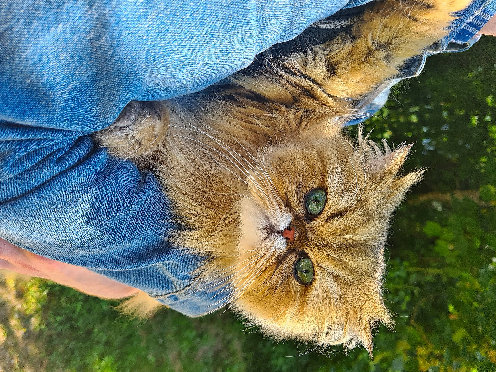 Kissie a rejoint le concours — aidez-le/la à gagner de superbes lots ! carnivore, cat, claw, denim, domestic_short_haired_cat, electric_blue, fawn, felidae, fur, grass, plant, small_to_medium_sized_cats, snout, tail, terrestrial_animal, tree, trunk, whiskers, wildlife, wood