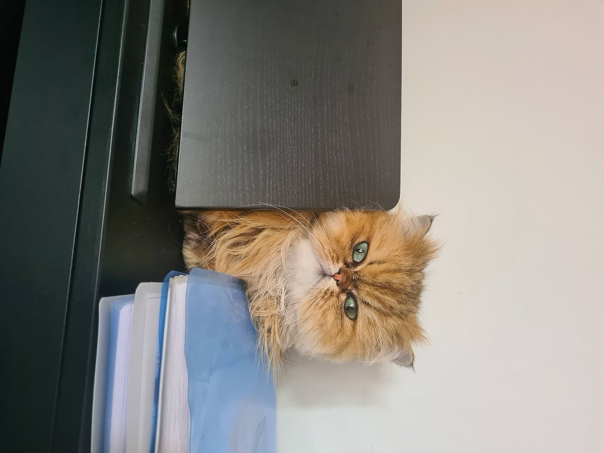 Kissie a rejoint le concours — aidez-le/la à gagner de superbes lots ! box, carnivore, cat, claw, comfort, door, fawn, felidae, flooring, fur, hardwood, plywood, room, small_to_medium_sized_cats, snout, tail, terrestrial_animal, whiskers, wood, wood_stain