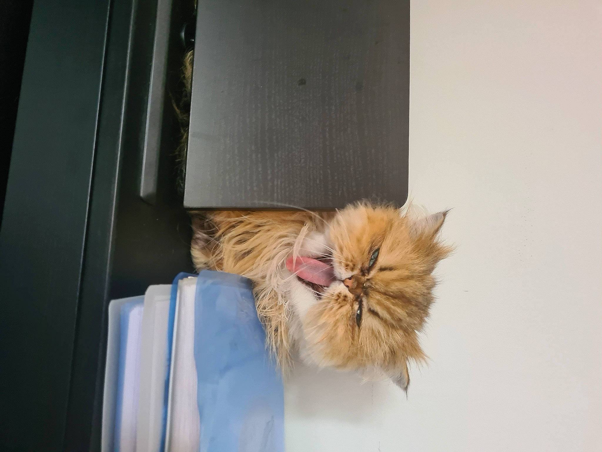 Kissie a rejoint le concours — aidez-le/la à gagner de superbes lots ! carnivore, cat, claw, comfort, fawn, felidae, flooring, fur, peach, small_to_medium_sized_cats, snout, tail, whiskers, window, wood