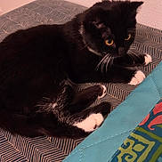 Kitkit joined the competition — help win amazing prizes! animal, black_cat, cat, colorful_fabric, cozy, curious, cushion, fabric, feline, fur, home, indoor, patterned_cushion, paw, pet, resting, soft_texture, whiskers, white_paws, yellow_eyes