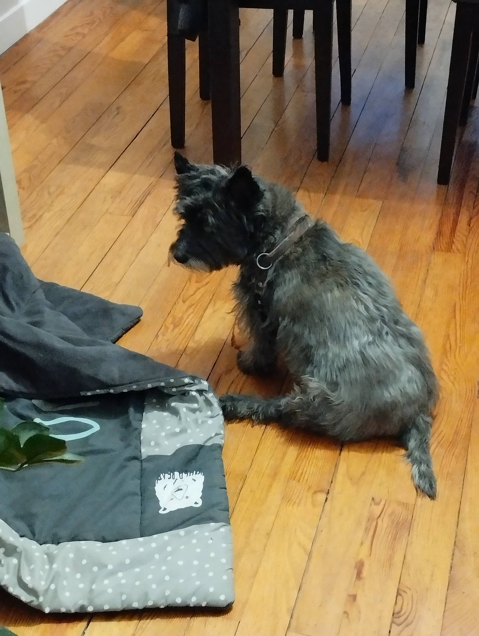 Elliot a rejoint le concours — aidez-le/la à gagner de superbes lots ! black, canidae, carnivore, comfort, companion_dog, dog, dog_breed, dog_supply, felidae, floor, flooring, fur, hardwood, laminate_flooring, small_to_medium_sized_cats, sporting_group, tail, wood, wood_flooring, wood_stain