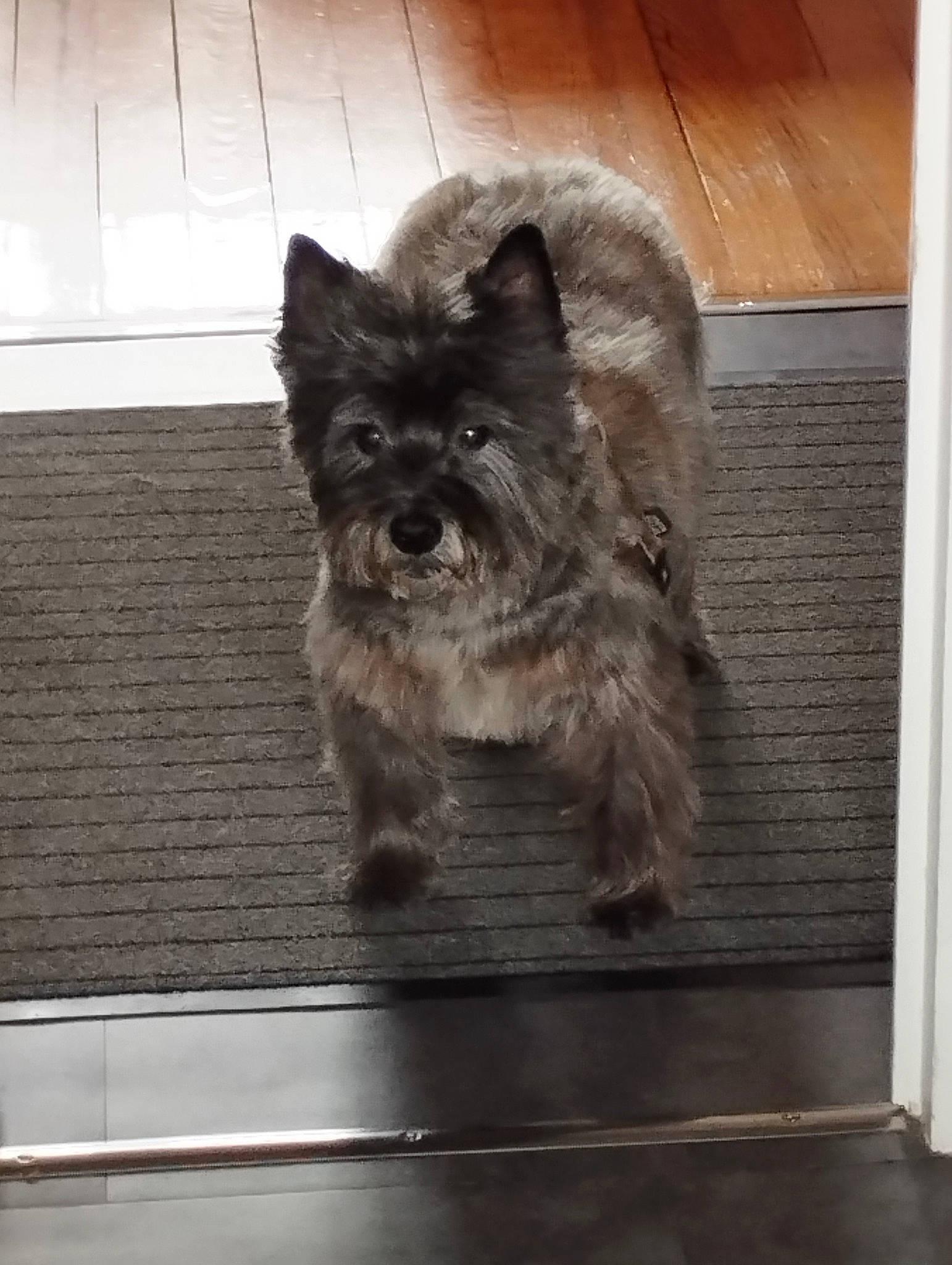 Elliot participe au concours pour gagner de l'argent avec cette photo : canidae, carnivore, companion_dog, dog, dog_breed, fawn, felidae, flooring, fur, grey, hardwood, paw, small_terrier, snout, sporting_group, tail, terrier, toy_dog, whiskers, working_animal