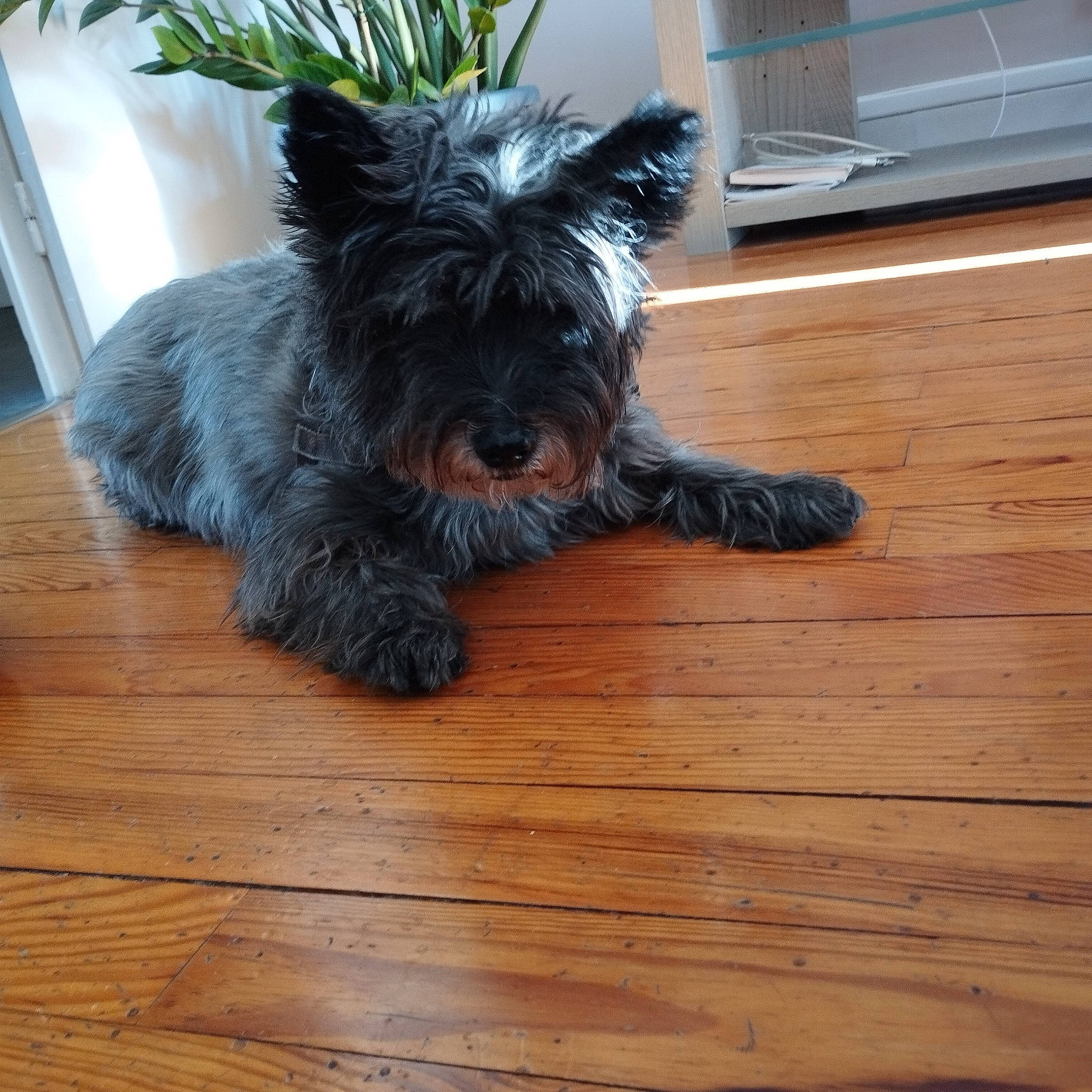 Elliot participe au concours pour gagner de l'argent avec cette photo : canidae, carnivore, companion_dog, dog, dog_breed, dog_supply, flooring, hardwood, laminate_flooring, plank, small_terrier, snout, sporting_group, tail, terrier, toy_dog, varnish, wood, wood_stain, working_animal