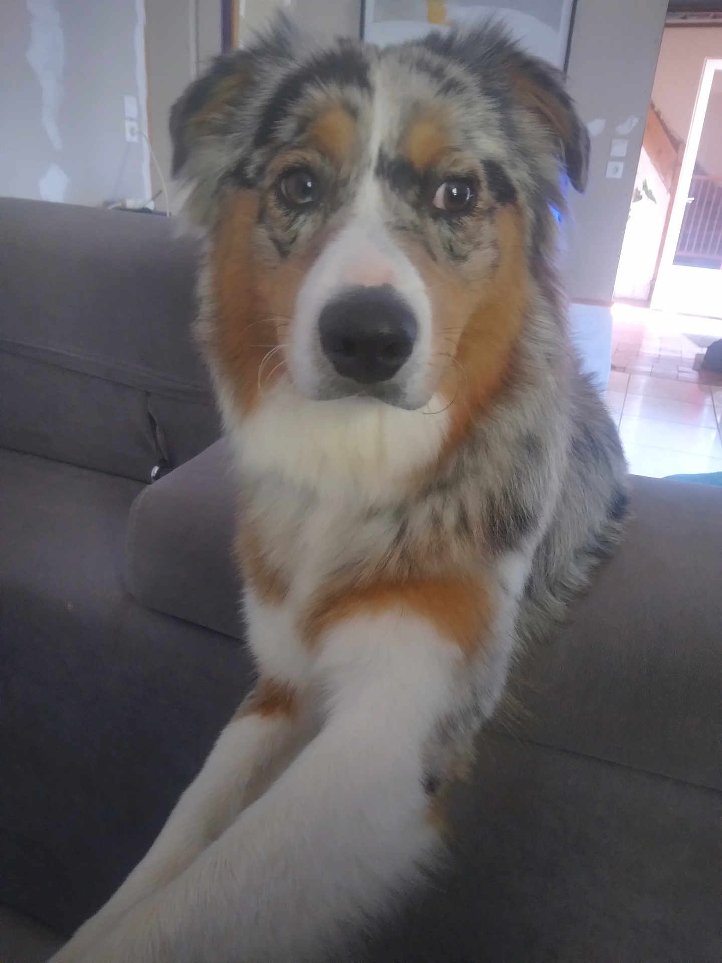 Vic participe au concours pour gagner de l'argent avec cette photo : dog, indoor, couch, pet, close_up, furry, multicolored, animal, canine, home, living_room, sitting, attention, face, portrait, fur, cute, domestic, companion, friendly