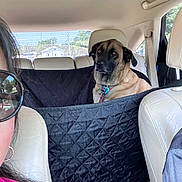 Kirby joined the competition — help win amazing prizes! dog, car_interior, backseat, pet_barrier, seat, window, sunlight, person_partial, sunglasses, collar, leash, suburban, daytime, vehicle, headrest, seatbelt, fur, calm, restraint, travel