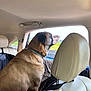Kirby joined the competition — help win amazing prizes! dog, car_interior, window, seat, collar, road, sunlight, leather_seat, pet, travel, side_view, brown_dog, seatbelt, green_field, daytime, animal, looking_out, calm, resting, vehicle