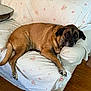 Kirby is registered to the contest to win money with this photo: dog, couch, floral_pattern, pet, relaxed, indoor, resting, brown_fur, wooden_floor, armrest, comfort, domestic, animal, household, living_room, canine, fur, laying_down, home, cozy