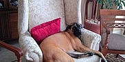 Kirby is registered to the contest to win money with this photo: dog, armchair, red_cushion, wooden_chair, carpet, living_room, plant, furniture, relaxed, canine, interior, home_decor, patterned, comfort, pet, brown_dog, upholstery, floor, resting, domestic