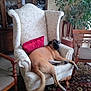 dog, armchair, red_cushion, wooden_chair, carpet, living_room, plant, furniture, relaxed, canine, interior, home_decor, patterned, comfort, pet, brown_dog, upholstery, floor, resting, domestic