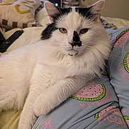 Lucifer joined the competition — help win amazing prizes! cat, fluffy, white_cat, black_markings, pet, indoor, bed, pajamas, watermelon_pattern, relaxed, animal, fur, cute, domestic, resting, cozy, living_space, pillow, remote_control, close_up