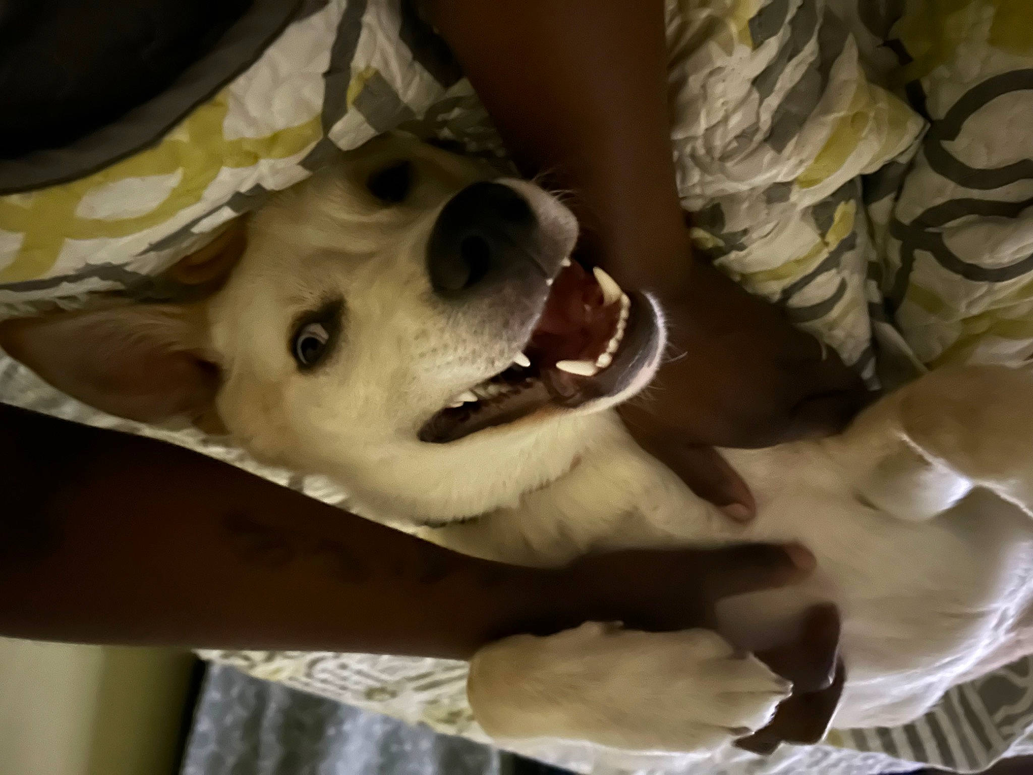 Cleo is registered to the contest to win money with this photo: canidae, canis, carnivore, companion_dog, dog, dog_breed, ear, fang, fawn, fur, jaw, non_sporting_group, paw, pomeranian, snout, spitz, sporting_group, toy_dog, whiskers, working_animal