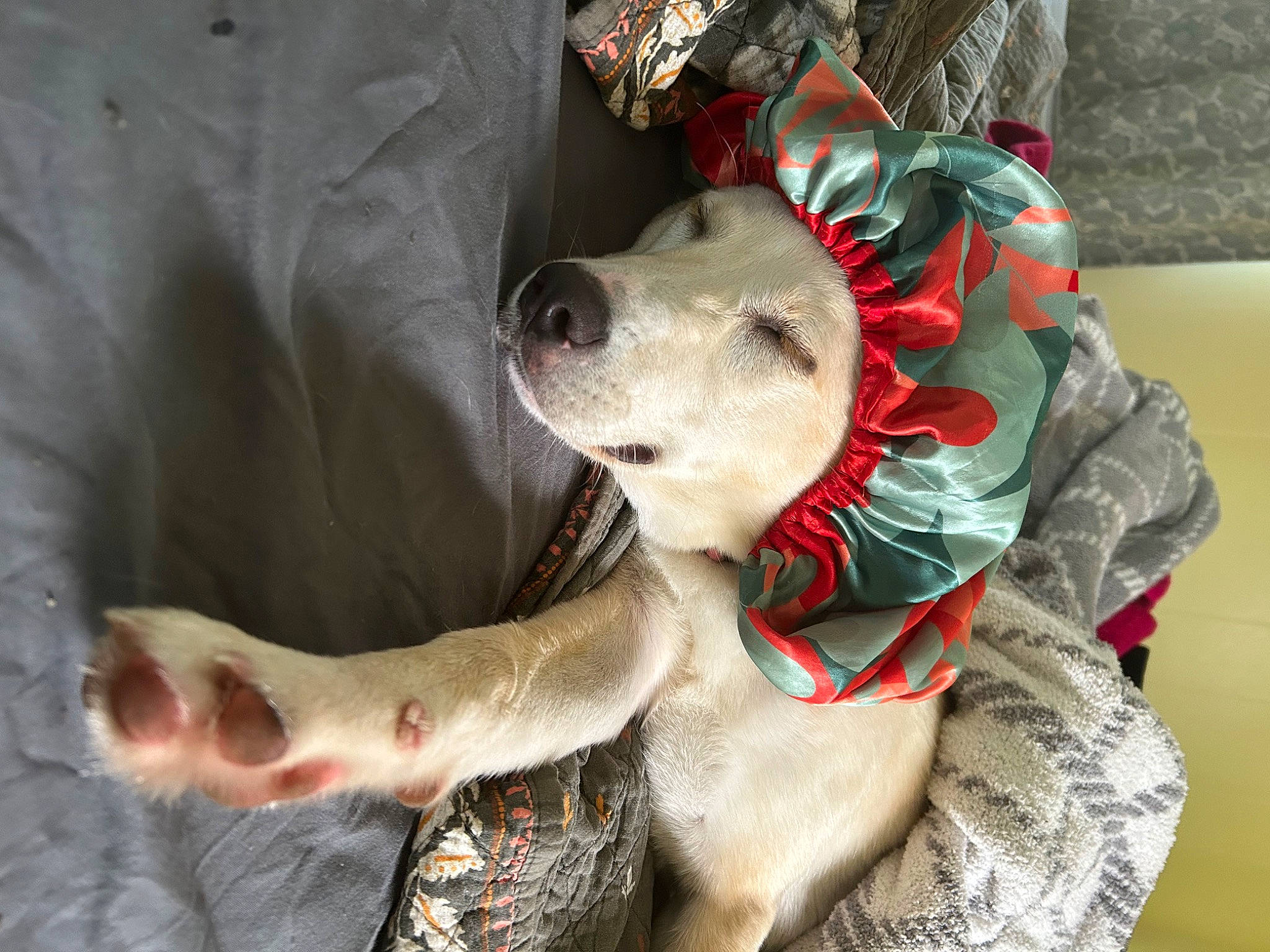 Cleo joined the competition — help win amazing prizes! canidae, carnivore, collar, companion_dog, dog, dog_breed, dog_collar, dog_supply, fang, fawn, fur, giant_dog_breed, guard_dog, leash, non_sporting_group, paw, snout, sporting_group, whiskers, working_animal