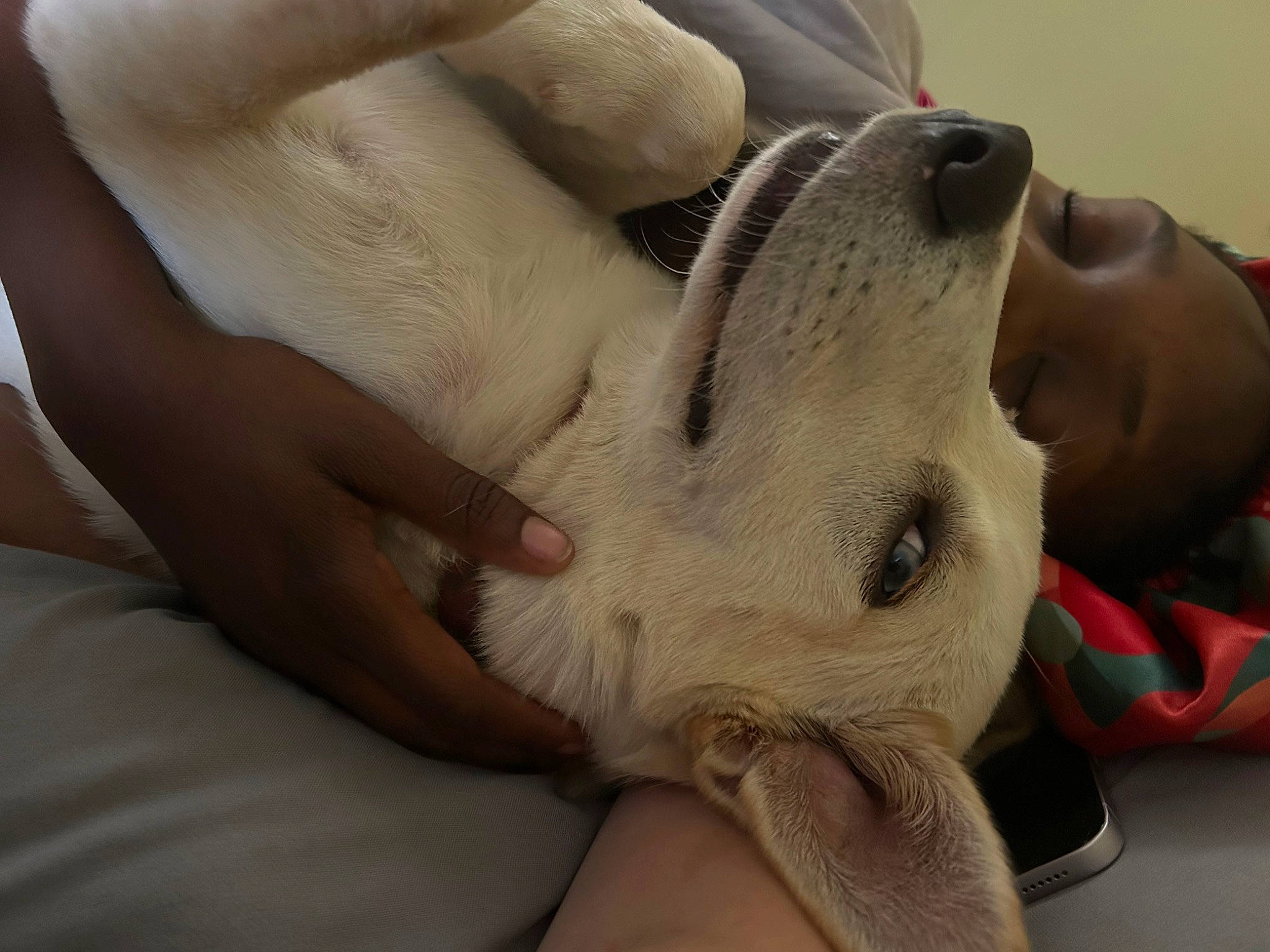 Cleo is registered to the contest to win money with this photo: carnivore, comfort, companion_dog, dog, dog_breed, ear, fawn, finger, foot, fur, gesture, human_leg, nail, paw, skin, snout, thumb, toe, whiskers, wrist