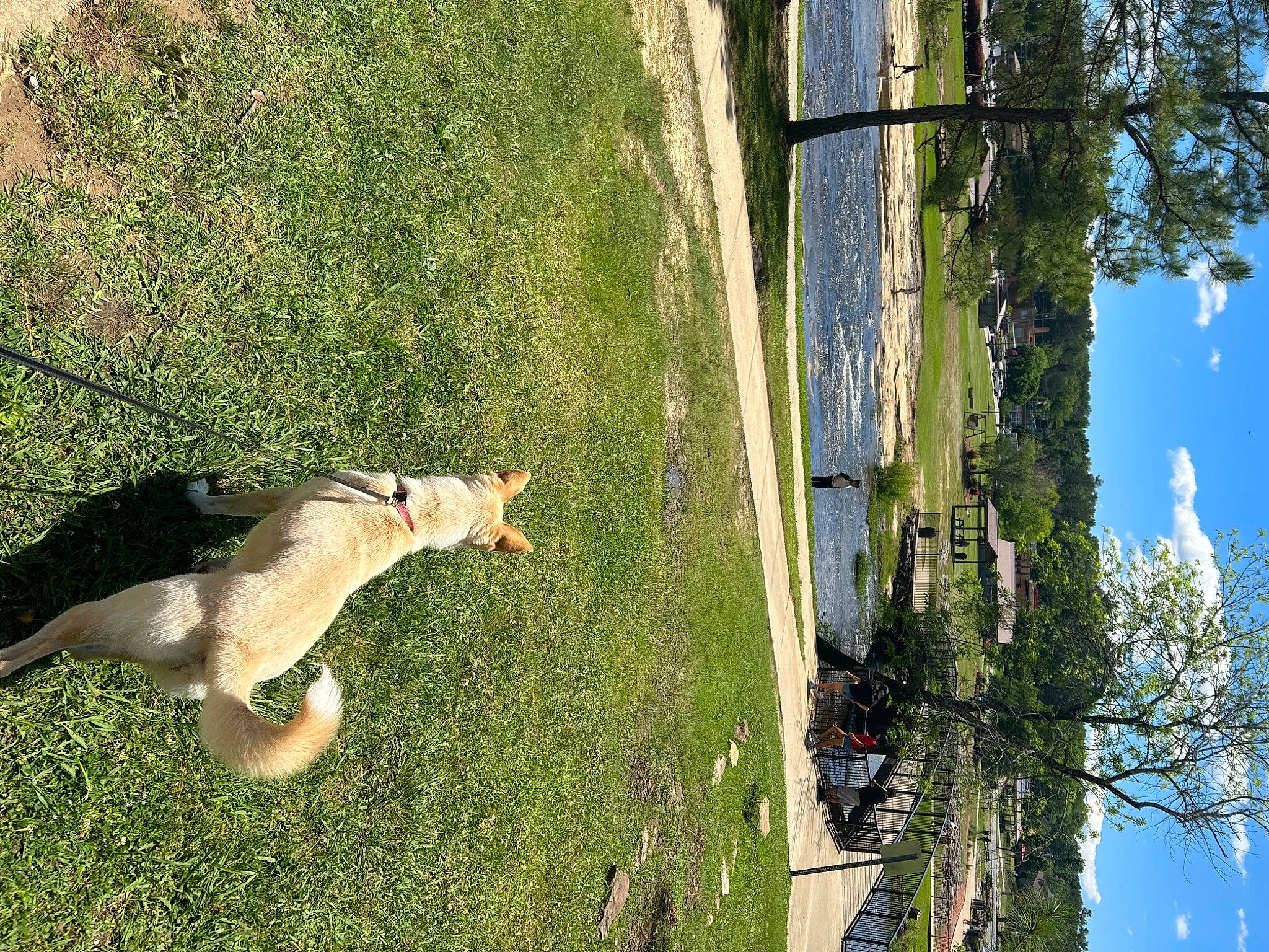 Cleo is registered to the contest to win money with this photo: carnivore, cat, cloud, dog_breed, fawn, felidae, grass, house, landscape, leisure, plant, reflection, sky, small_to_medium_sized_cats, sporting_group, tail, tree, trunk, water, wood