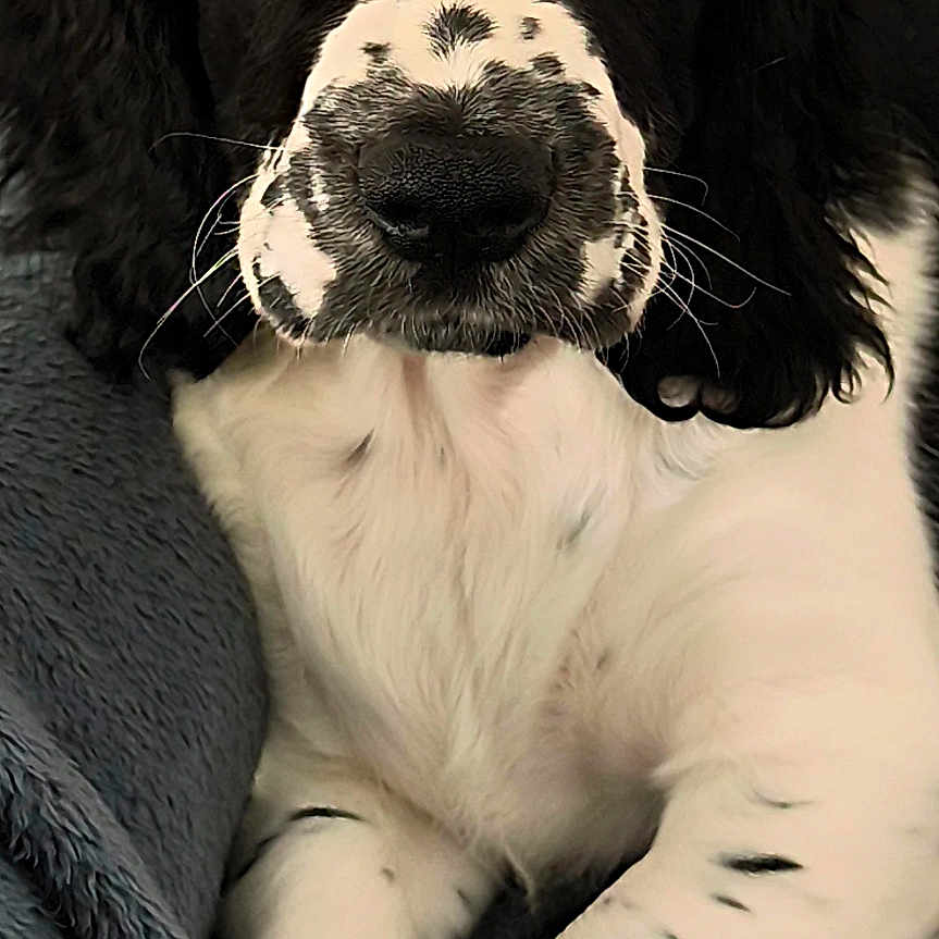 Arrow participe au concours pour gagner de l'argent avec cette photo : adorable, animal, black_and_white, blanket, canine, close_up, cute, dog, face, floppy_ears, fur, indoors, laying_down, paw, pet, puppy, resting, soft_texture, spots, young