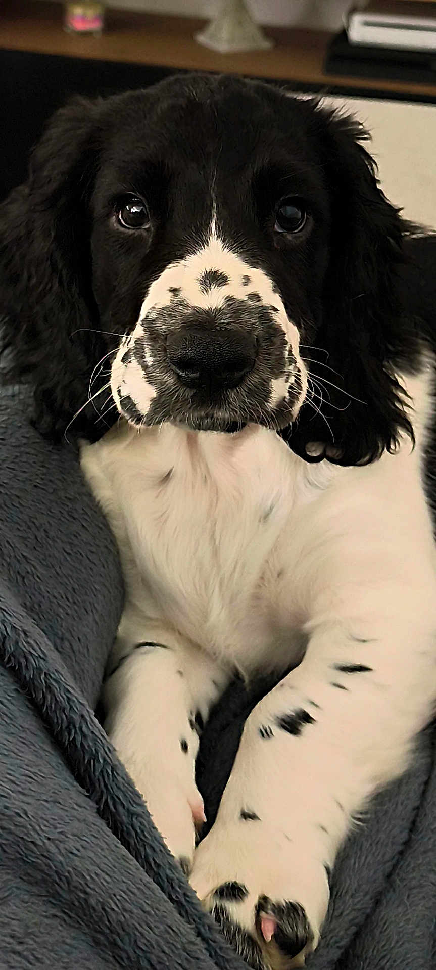 Arrow participe au concours pour gagner de l'argent avec cette photo : puppy, dog, black_and_white, close_up, cute, pet, animal, floppy_ears, resting, blanket, fur, spots, indoors, adorable, young, canine, soft_texture, face, paw, laying_down