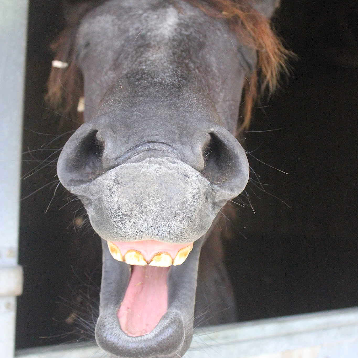 Joey joined the competition — help win amazing prizes!