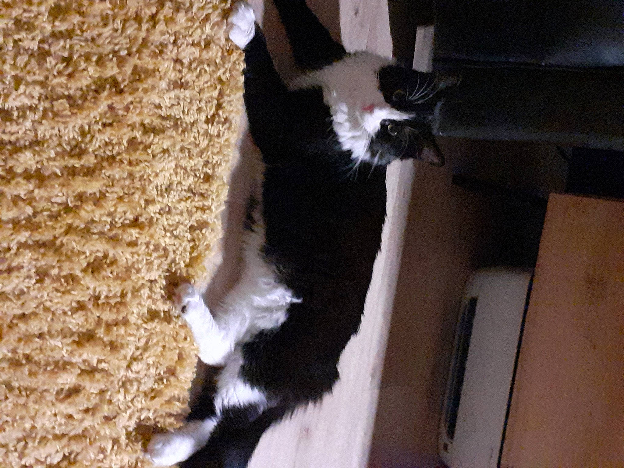 Romy a rejoint le concours — aidez-le/la à gagner de superbes lots ! canidae, carnivore, cat, claw, companion_dog, dog_breed, domestic_short_haired_cat, felidae, formal_wear, fur, hardwood, paw, shadow, small_to_medium_sized_cats, snout, sporting_group, tail, whiskers, wood