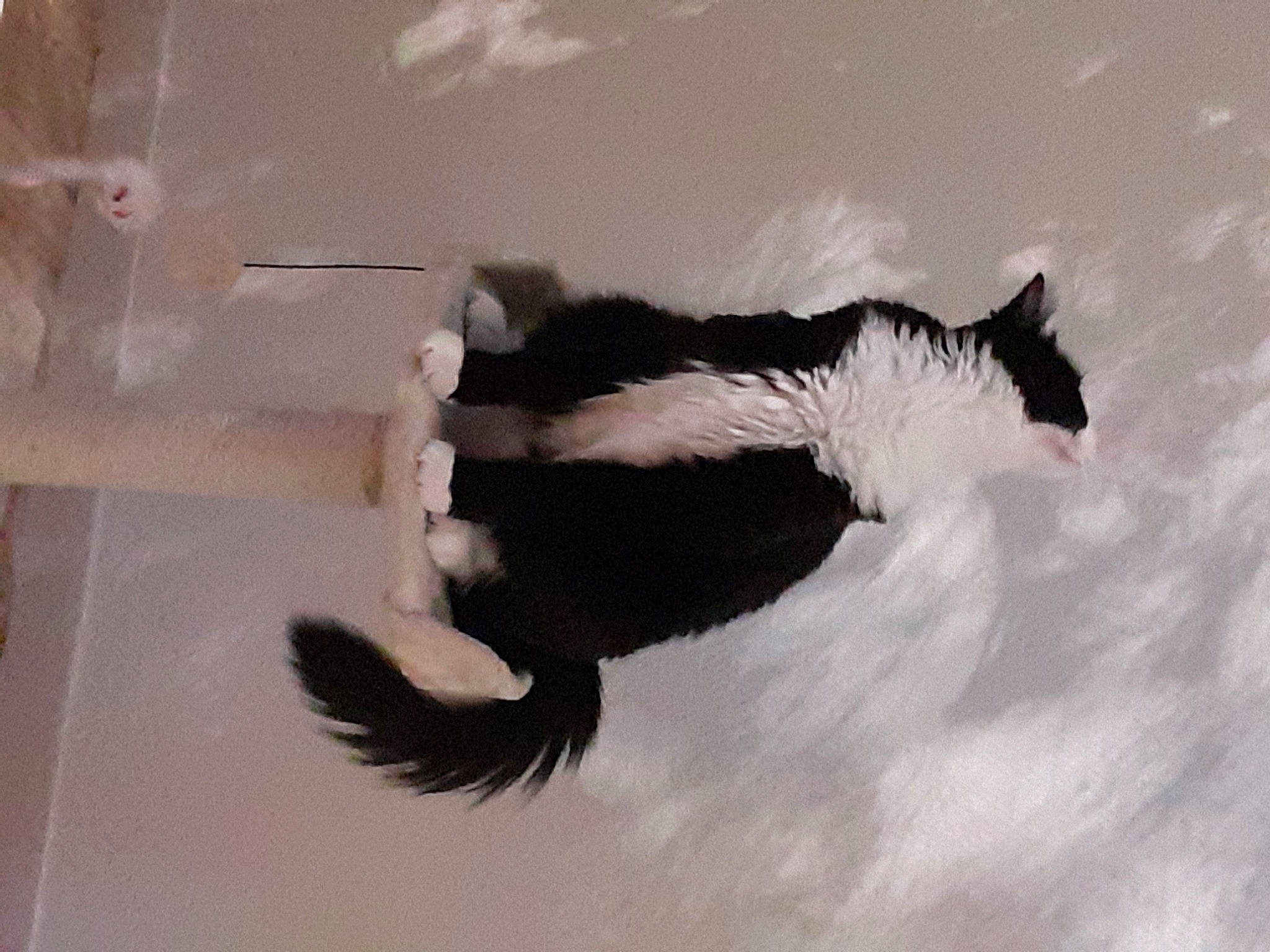 Romy a rejoint le concours — aidez-le/la à gagner de superbes lots ! art, beak, cumulus, feather, flight, fur, gesture, illustration, ink, monochrome, monochrome_photography, painting, seabird, shadow, sky, tail, tints_and_shades, visual_arts, water_bird, wing