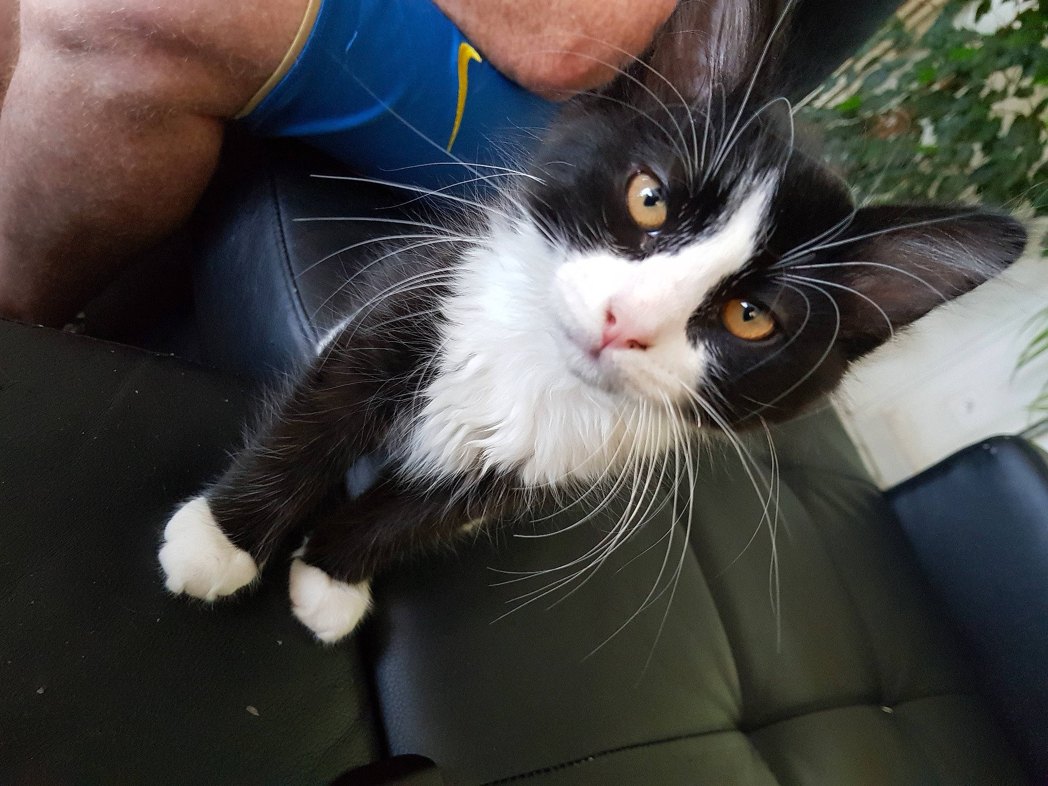 Romy participe au concours pour gagner de l'argent avec cette photo : carnivore, cat, claw, comfort, domestic_short_haired_cat, eye, felidae, foot, fur, gesture, grass, human_leg, lap, leg, paw, small_to_medium_sized_cats, snout, tail, thigh, whiskers