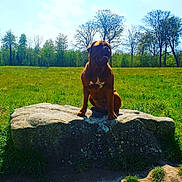 Nala a rejoint le concours — aidez-le/la à gagner de superbes lots ! animal, blue_sky, brown_dog, canine, dog, field, forest, front_facing, grass, meadow, nature, outdoor, park, portrait, rock, sitting, stone, sunlight, tongue_out, trees