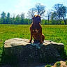 animal, blue_sky, brown_dog, canine, dog, field, forest, front_facing, grass, meadow, nature, outdoor, park, portrait, rock, sitting, stone, sunlight, tongue_out, trees