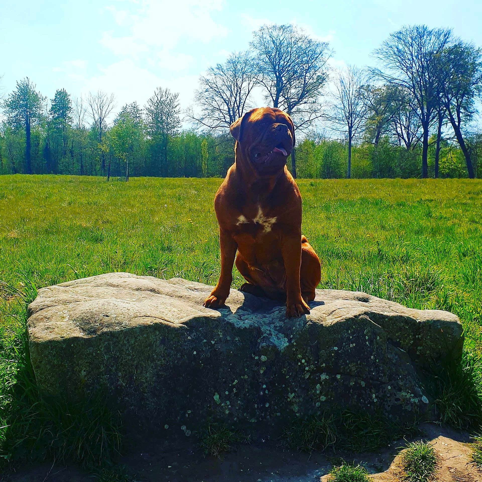 Nala