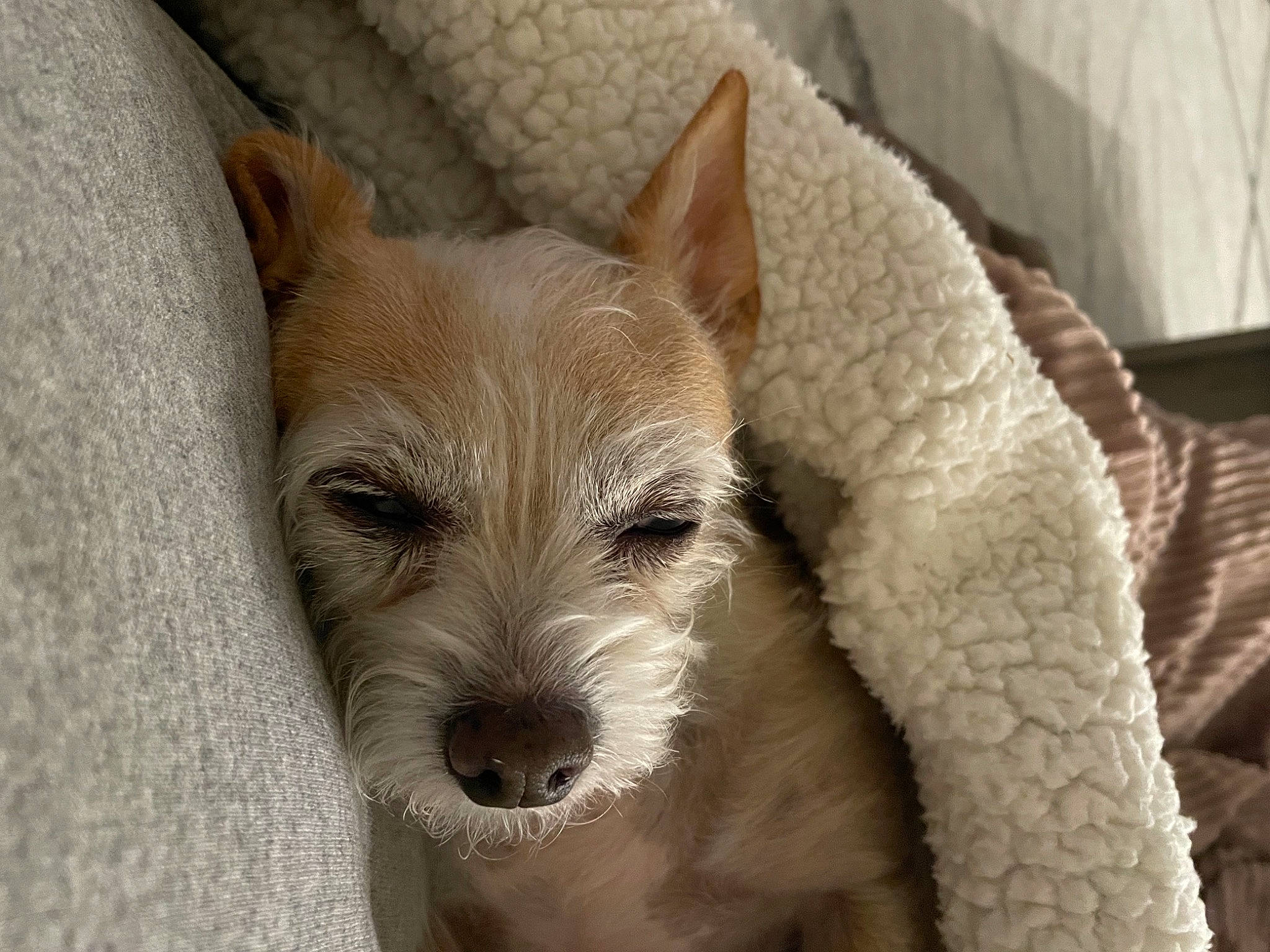 Lily joined the competition — help win amazing prizes! ancient_dog_breeds, canidae, carnivore, companion_dog, dog, dog_breed, fawn, fur, non_sporting_group, small_terrier, snout, sporting_group, tail, terrestrial_animal, terrier, toy_dog, whiskers, working_animal