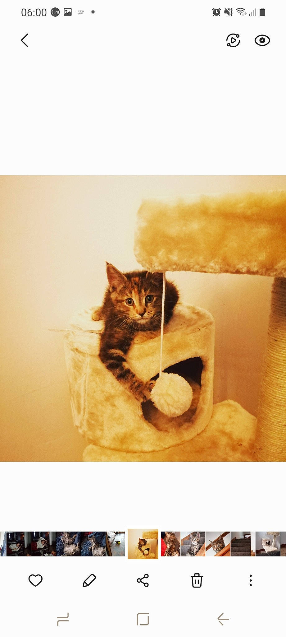 Sissi joined the competition — help win amazing prizes! art, brown, carnivore, cat, cat_supply, fawn, felidae, fur, pet_supply, rectangle, room, small_to_medium_sized_cats, still_life, still_life_photography, tail, whiskers, wood