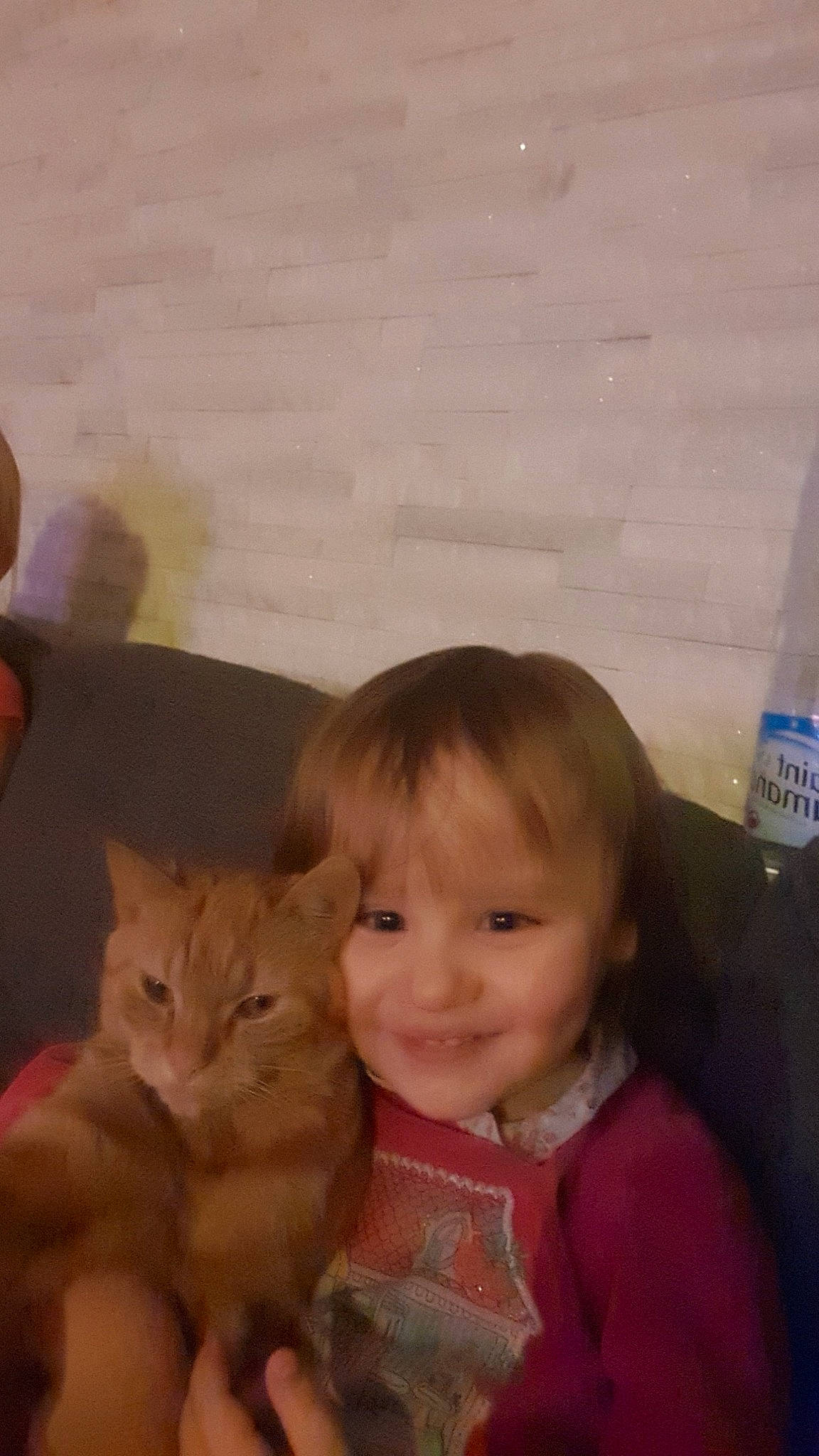 Céléna a rejoint le concours — aidez-le/la à gagner de superbes lots ! carnivore, cat, cheek, companion_dog, domestic_short_haired_cat, ear, fawn, felidae, fun, fur, happy, iris, joy, lap, nose, person, sitting, small_to_medium_sized_cats, smile, toddler