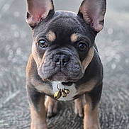 Squib is registered to the contest to win money with this photo: dog, puppy, french_bulldog, pet, close_up, portrait, big_ears, collar, bells, eyes, paws, fur, outdoor, bokeh, sidewalk, curious, cute, domestic_animal, standing, front_view