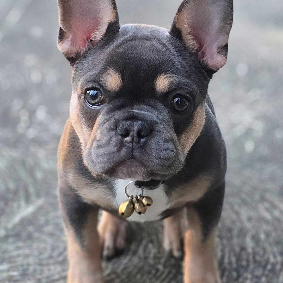 Squib is registered to the contest to win money with this photo: bells, big_ears, bokeh, close_up, collar, curious, cute, dog, domestic_animal, eyes, french_bulldog, front_view, fur, outdoor, paws, pet, portrait, puppy, sidewalk, standing