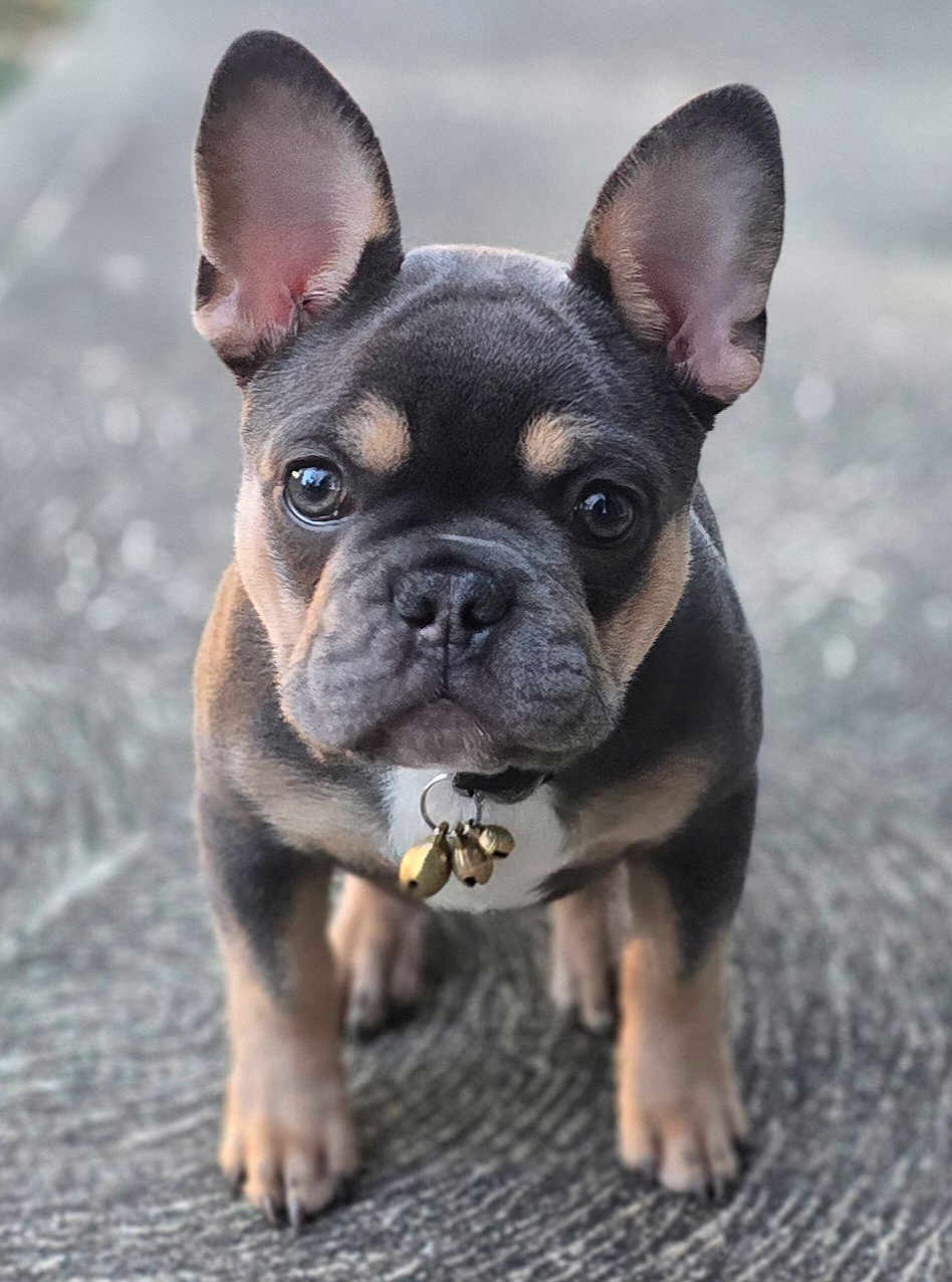 Squib is registered to the contest to win money with this photo: dog, puppy, french_bulldog, pet, close_up, portrait, big_ears, collar, bells, eyes, paws, fur, outdoor, bokeh, sidewalk, curious, cute, domestic_animal, standing, front_view