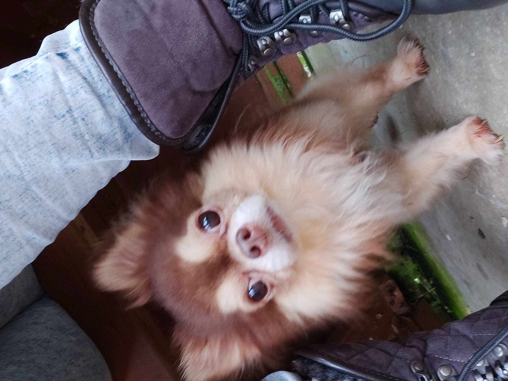 Kenzo a rejoint le concours — aidez-le/la à gagner de superbes lots ! canidae, carnivore, companion_dog, denim, dog, dog_breed, fawn, foot, fur, liver, non_sporting_group, paw, primate, spitz, sporting_group, terrestrial_animal, toy_dog, volpino_italiano, whiskers, working_animal