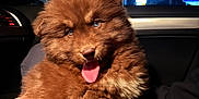 Benzo is registered to the contest to win money with this photo: animal, blue_eyes, brown_fur, car_interior, companion, cute, dog, domestic_animal, fluffy, furry, happy, indoor, lap, night, person_holding, pet, portrait, puppy, tongue_out, warm_lighting