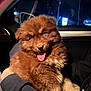animal, blue_eyes, brown_fur, car_interior, companion, cute, dog, domestic_animal, fluffy, furry, happy, indoor, lap, night, person_holding, pet, portrait, puppy, tongue_out, warm_lighting