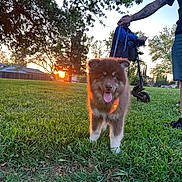 Benzo is registered to the contest to win money with this photo: animal, canine, dog, electric_scooter, grass, greenery, happy, leash, nature, outdoor, park, person, pet, puppy, sky, sun, sunset, tattoo, tongue_out, tree