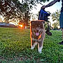 animal, canine, dog, electric_scooter, grass, greenery, happy, leash, nature, outdoor, park, person, pet, puppy, sky, sun, sunset, tattoo, tongue_out, tree