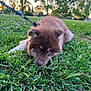 Benzo joined the competition — help win amazing prizes! animal, blue_eyes, canine, dog, evening, fur, grass, greenery, house, leash, nature, outdoor, park, pet, playful, puppy, sky, sunset, trees, young_dog