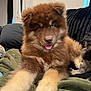 Benzo is registered to the contest to win money with this photo: animal, blanket, blue_eyes, brown_fur, companion, couch, cream_fur, cute, dog, fluffy, furry, home, indoor, pet, playful, puppy, relaxed, resting, tongue_out, young_dog