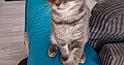 Bounty a rejoint le concours — aidez-le/la à gagner de superbes lots ! cat, kitten, tabby, pet, animal, sitting, front_paw, wide_eyes, whiskers, striped_fur, indoors, living_room, blanket, turquoise, couch, throw_pillow, shelving, toys, litter_box, portrait